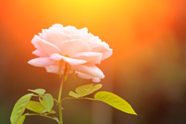 güzel gül yaprakları ile   