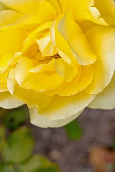 Hermosa rosa con pétalos — Foto de Stock