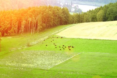 İnek ile kırsal alan