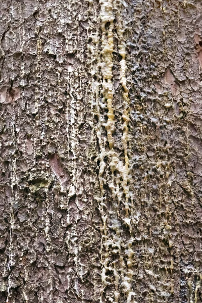 Oppervlak van de schors op boom — Stockfoto