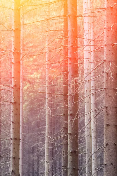 Huş ağaçları gövdeleri