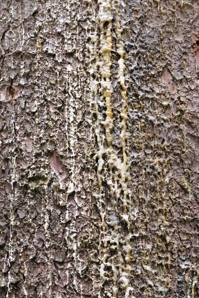 Surface of bark on tree Stock Photo by ©watman 106817764