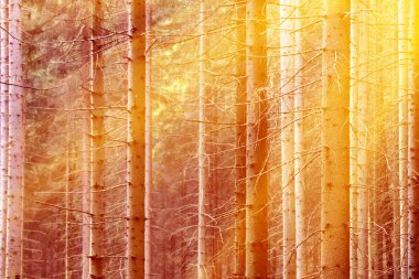 Ormanda huş ağaçları