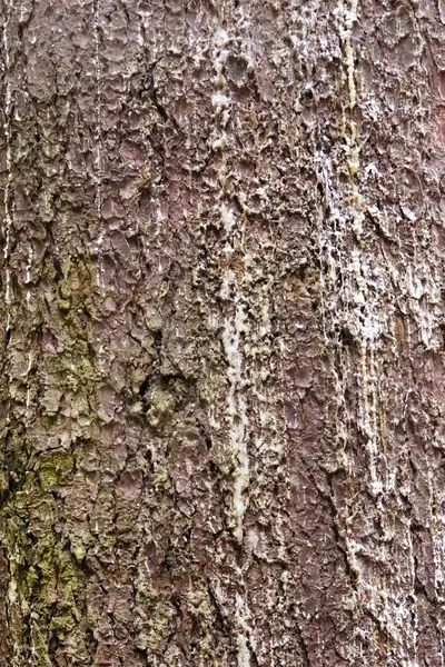Oberfläche der Rinde eines Baumes — Stockfoto