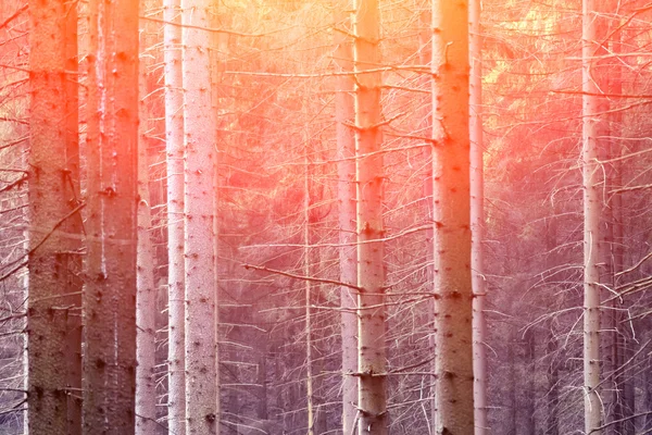 Ormanda huş ağaçları