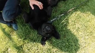Köpek yavrusu burnunu yukarı kaldırarak çimlerin üzerinde yatıyor. Bir adam karnını okşar. Yakın plan. Köpek yürüyüşü