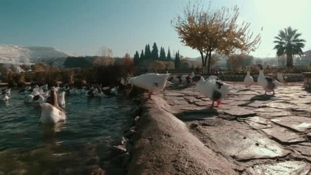 Una Bandada Gansos Desciende Hermoso Lago Sobre Telón Fondo Colinas — Vídeos de Stock