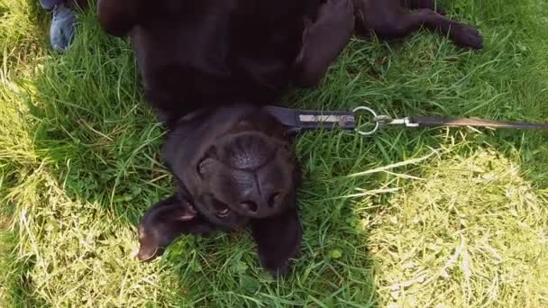 黒い子犬が芝生の上に寝そべって腹を撫でて楽しんでいます ペットと歩く — ストック動画