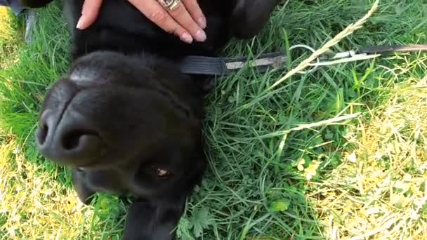 Cane Nero Sdraiato Sull Erba Testa Giù Uomo Accarezza Pancia — Video Stock