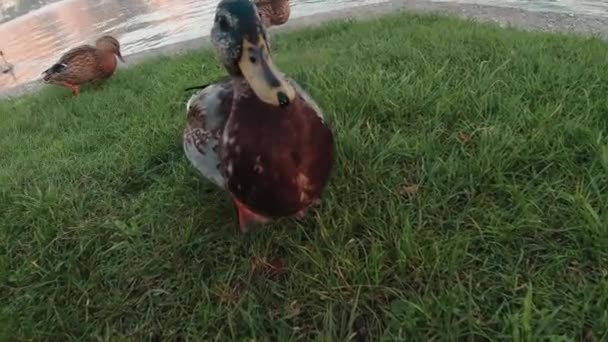 Belle Anatre Piedi Lungo Lago Una Curiosa Anatra Avvicinò Audacemente — Video Stock