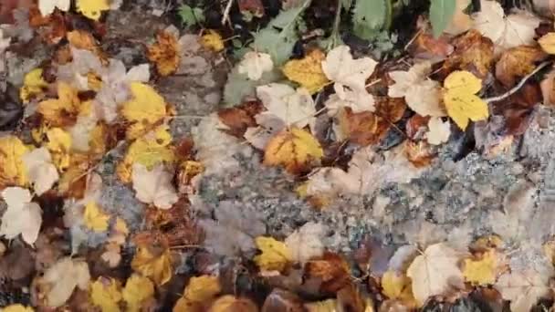 Uma Pequena Corrente Caem Folhas Caídas Mentira Fluxo Claro Flui — Vídeo de Stock
