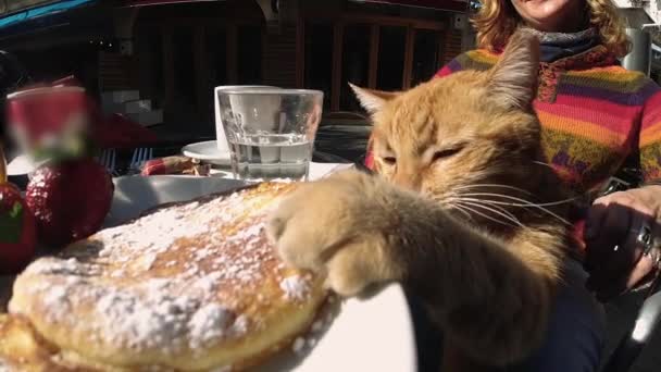 Een Brutale Roodharige Kat Probeert Een Stuk Broodje Van Tafel — Stockvideo