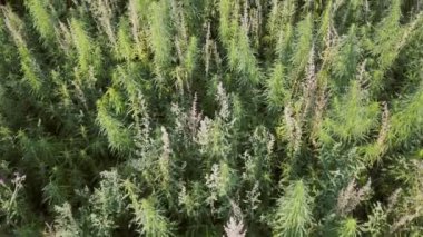 Yabani kenevir tarlası. Kenevir sapları. Helikopterden ateş ediliyor.