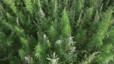 Helikopter yabani kenevir tarlasının üzerinde uçuyor.