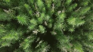 Tarladaki yabani kenevir sapları uçan bir helikopterin kanatlarında rüzgardan sallanıyor.