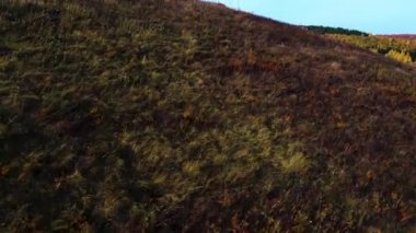 Tepenin arkasından parlak sonbahar ormanı manzarası. Helikopterle muhteşem bir manzara.