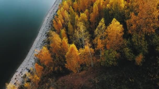 Bosque Otoñal Con Árboles Brillantes Cerca Del Río Disparos Con — Vídeos de Stock