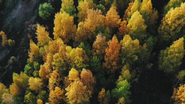 Drone Dispara Desde Arriba Brillante Bosque Otoño Orilla Del Río — Vídeo de stock