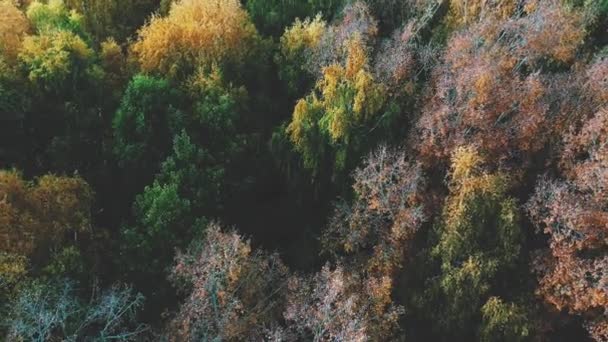 Dron letí nad tupým podzimním lesem, který se houpe ve větru