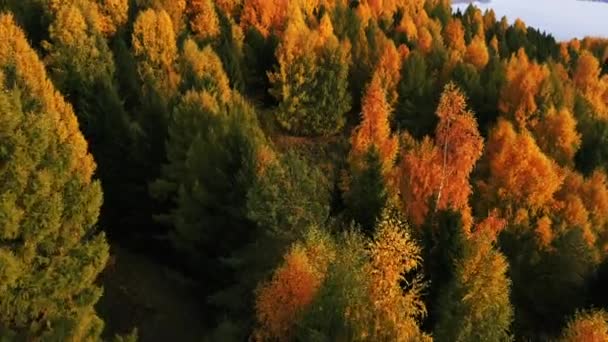 Nehir Kıyısında Renkli Ağaçları Olan Parlak Bir Sonbahar Ormanı Helikopterden — Stok video