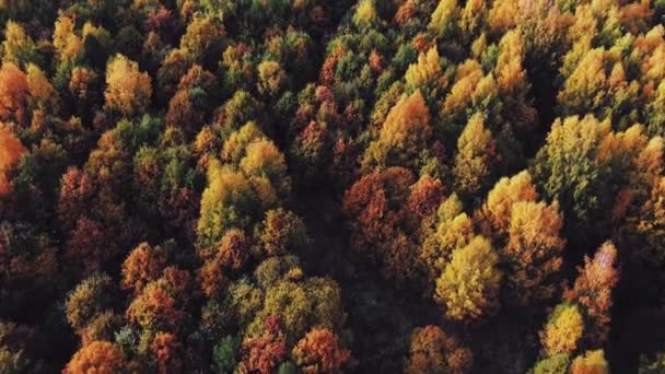 Bir Kuşun Gözünden Parlak Renkli Sonbahar Ormanı Helikopterden Çekilen Sonbahar — Stok video