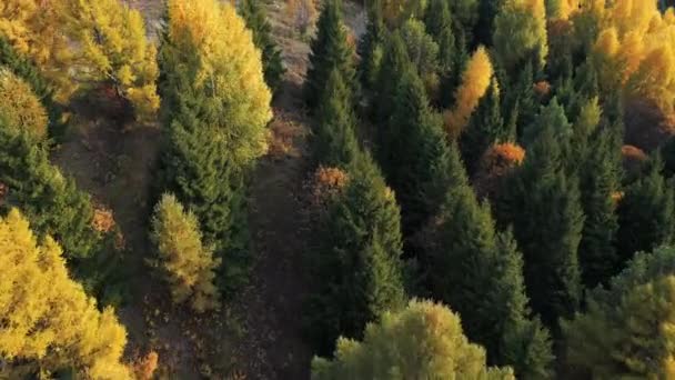 山上明亮的秋天树 美丽的秋天风景被复印机拍成了照片 — 图库视频影像