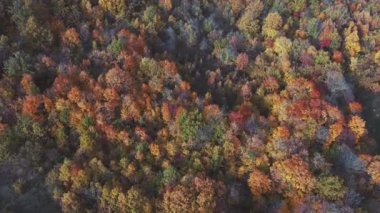 Kuşbakışı bakınca parlak bir akşam ormanı. Sonbahar manzarası. Helikopterden ateş ediliyor.