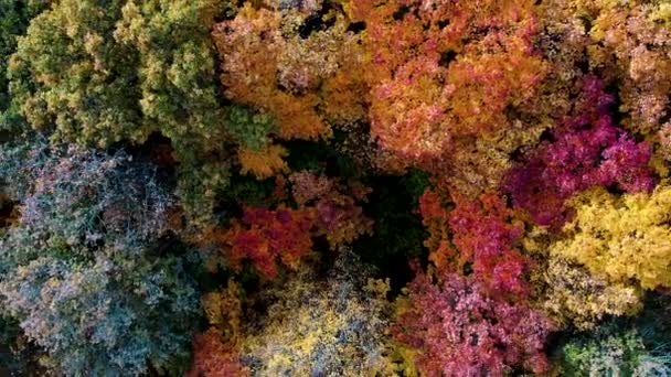 Increíblemente Hermoso Bosque Otoño Brillante Con Árboles Coloridos Disparos Desde — Vídeos de Stock