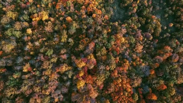 Incredibly Beautiful Bright Autumn Forest Colorful Trees Bird Eye View — Stock Video