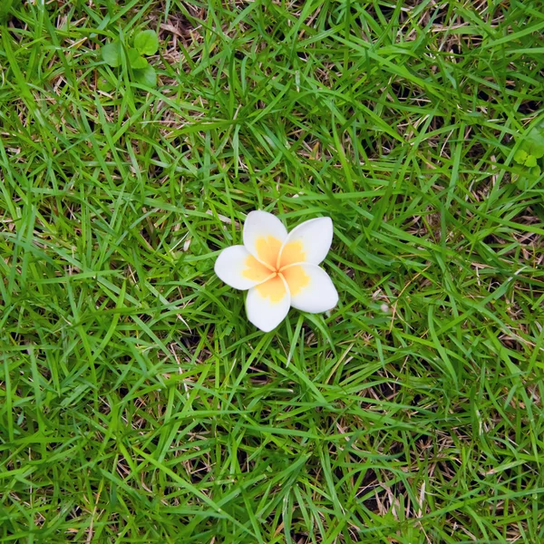 Квітка сливи на траві — стокове фото