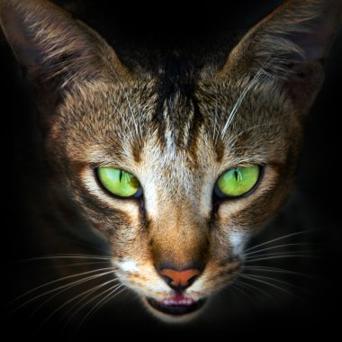 kedi yüzüne yakın çekim