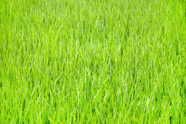 Рисові поля — стокове фото