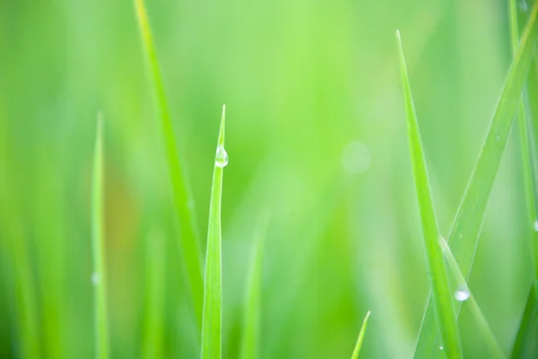 Hojas de hierba con gotas de rocío matutino — Foto de Stock