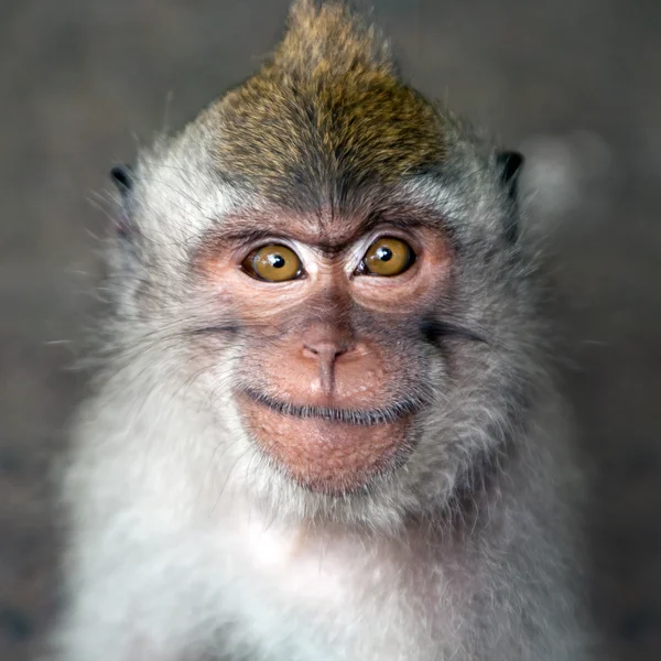Affenporträt — Stockfoto