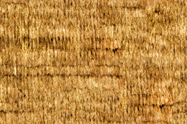 Thatch seamless texture — Stock Photo, Image