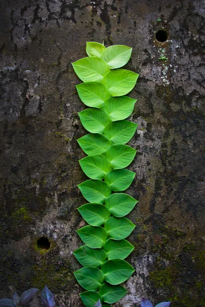 Verde bella pianta su una vecchia parete grungy — Foto Stock