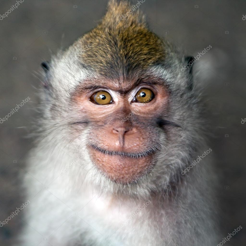 Retrato em macaco imagem de stock. Imagem de macaco - 171038437