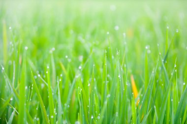 Çiğ damlaları ile çimen