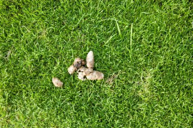 Yeşil çimenlerin üzerinde köpek pisliği