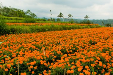 Kadife çiçeği çiçek