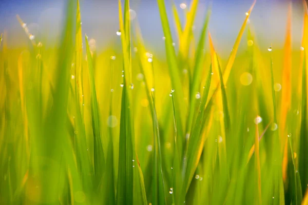 Hojas de hierba con gotas de agua — Foto de Stock