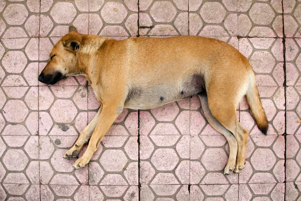 Perro durmiente — Foto de Stock