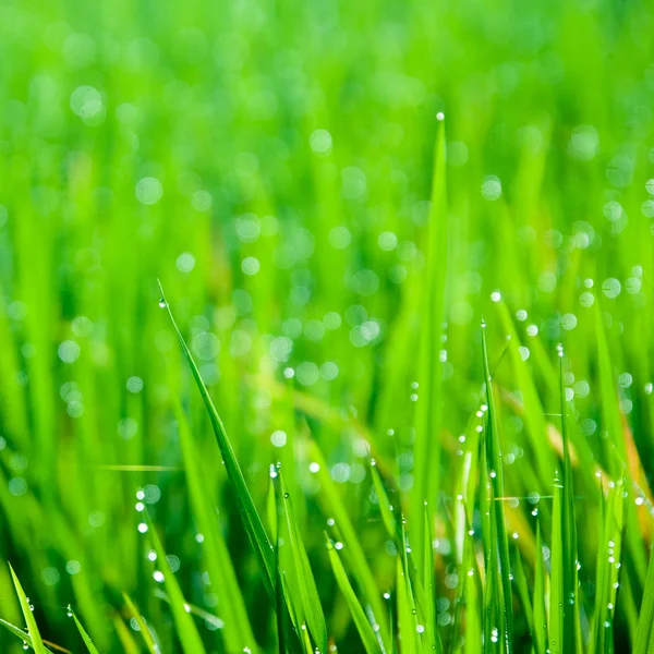 Grass blades with drops of morning dew — Stock Photo, Image