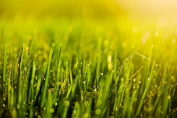 Hojas de hierba con gotas —  Fotos de Stock