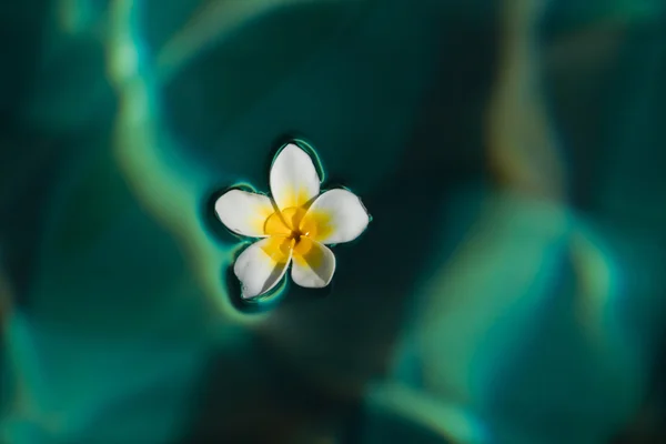 Квітка сливи у воді — стокове фото