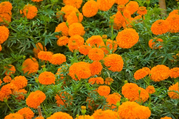 Marigold flowerbeds — Stock Photo, Image