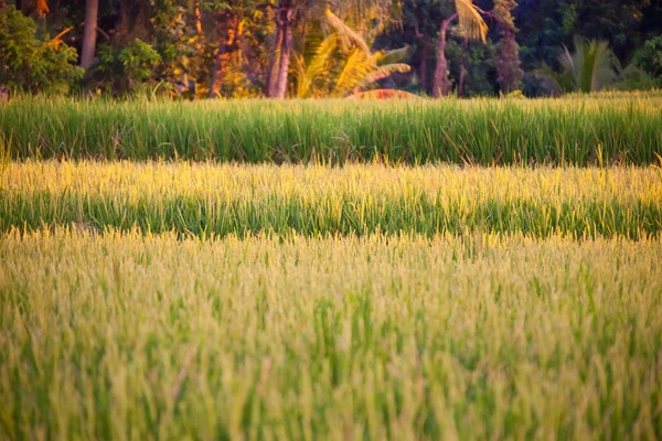 Rýžová pole a dlaně — Stock fotografie