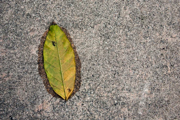 Leaf on granite floor — Stock Photo, Image