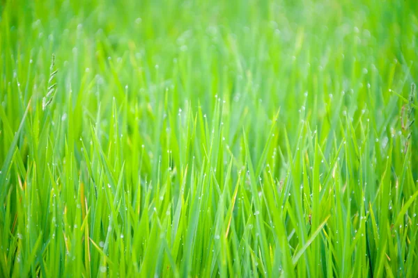 Gras mit Tropfen Morgentau — Stockfoto