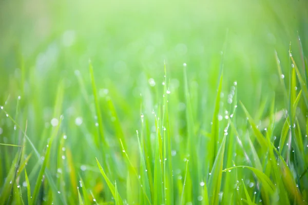 Grass-blades with drops of morning dew — Stock Photo, Image